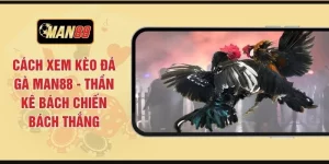 Cách Xem Kèo Đá Gà MAN88 - Thần Kê Bách Chiến Bách Thắng