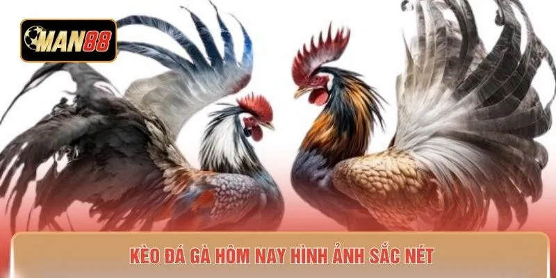 Kèo đá gà hôm nay hình ảnh sắc nét